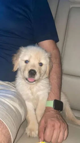 Golden Retriever charmoso