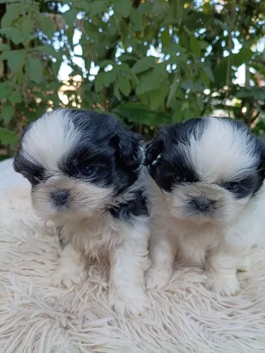 SHIH TZU MACHO 