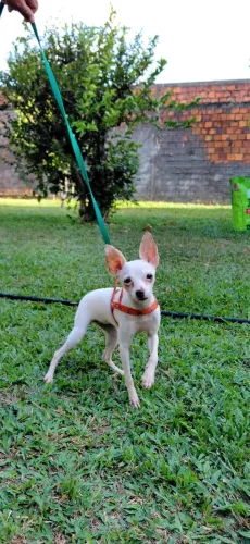 Vende-se FÊMEA de Pinscher