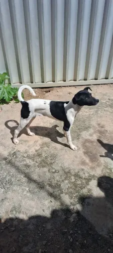 Cão para doação