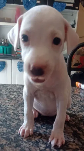 Estou doando seis cachorrinhos filhotes.