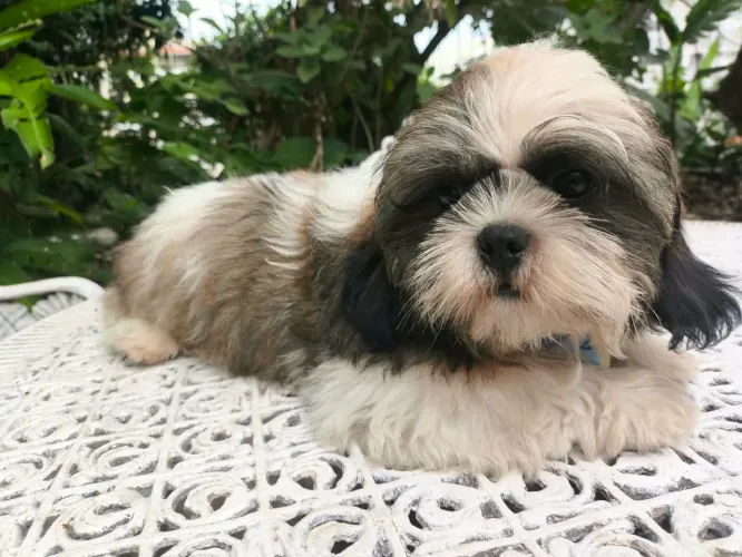 Machinho de Shih tzu