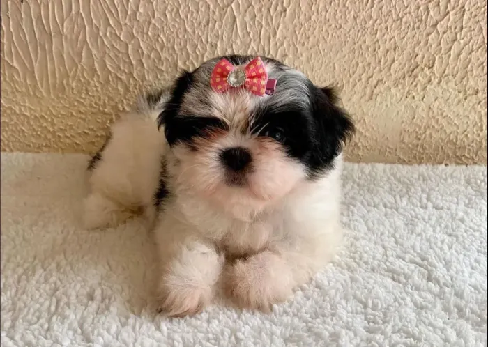 Shih Tzu Um companheiro doce para deixar seus dias mais leves
