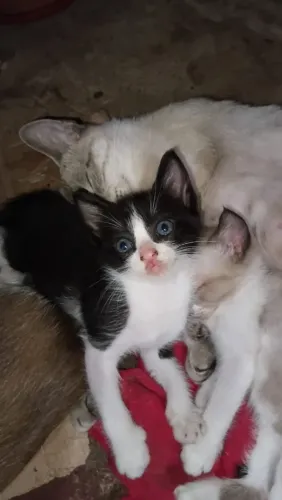 Gatinho pra doação WhatsApp *79