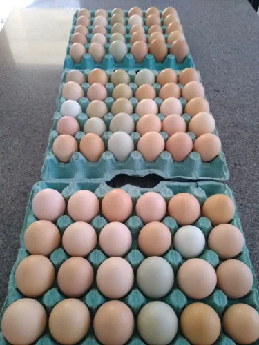 Vende-se ovos de galinha caipira galados 
