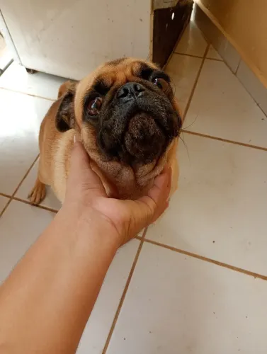 Pug fêmea