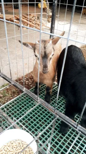 mini cabra 
