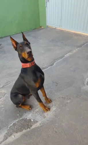 Doberman 