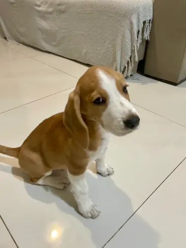 Beagle filhote macho