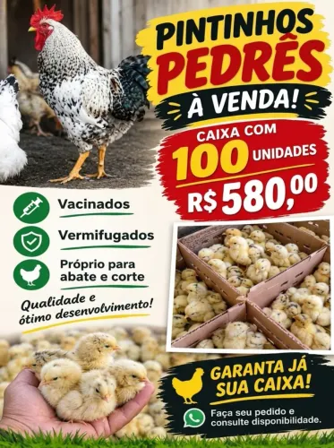 Caipirão pintos