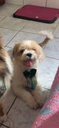 Doação shih tzu macho