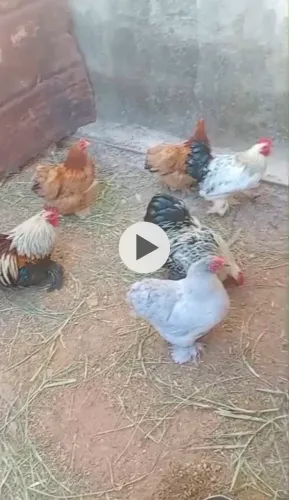 Casais de mini cochins a venda