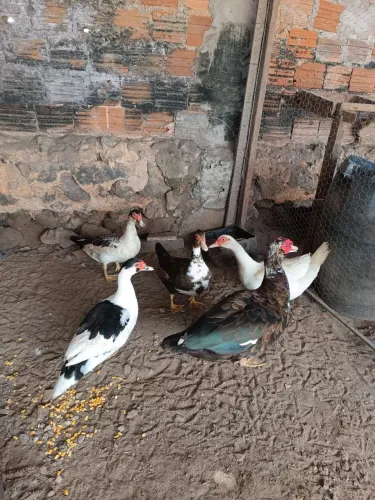 Patos a venda!!