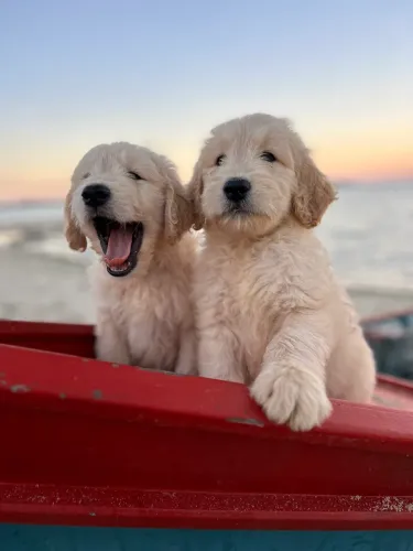 GOLDENDOODLES ENGLISH CREAN