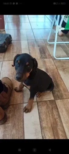 Filhote macho dobermann 