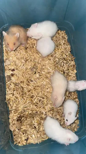 Hamster