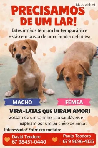 Doação de filhotes 1 macho e 2 fêmeas.