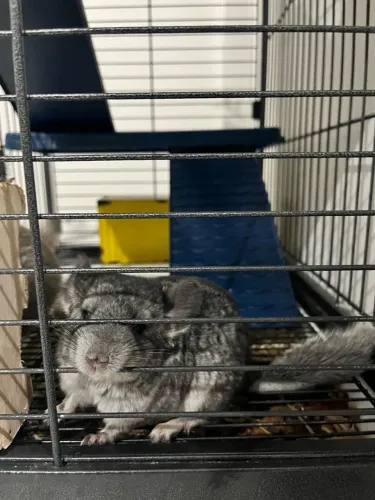 Chinchila Standard macho