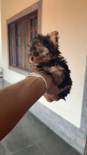 Um belíssimo bebezinho yorkshire terrier