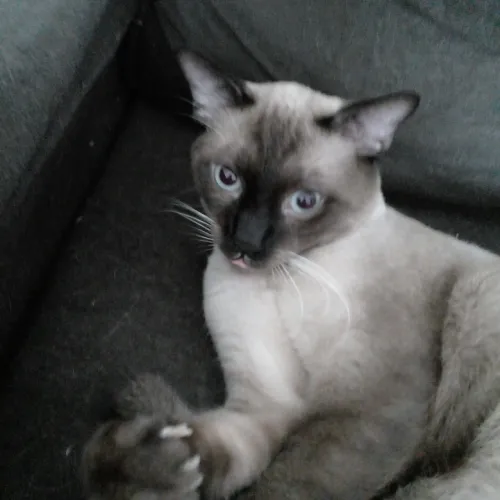 Doa se gato siamês 1 ano