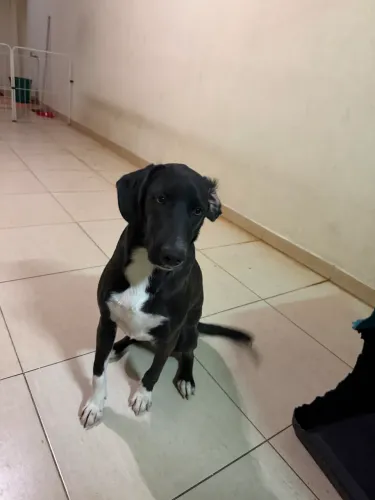 ADOÇÃO 
