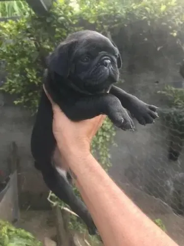 Pug - Condições Especiais em 12x Sem Juros no Cartão de Crédito