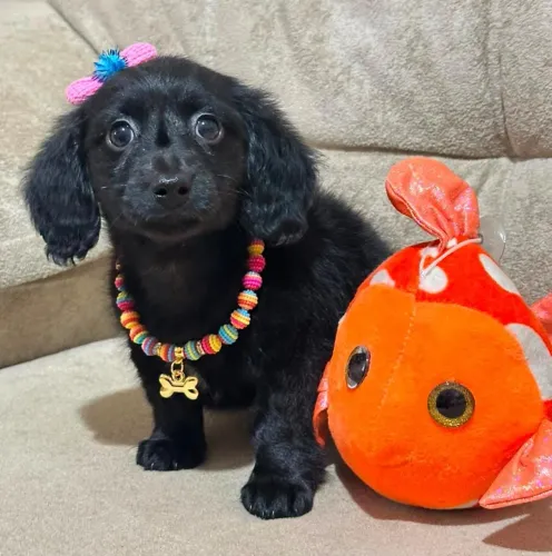Fêmeas Dachshund Teckel Cofap Salsichinha