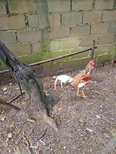 Galo pingo de ouro