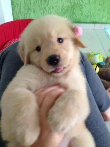 Golden retriever carinhoso 