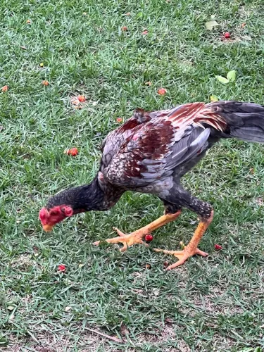 Frangos Shamo - Timóteo