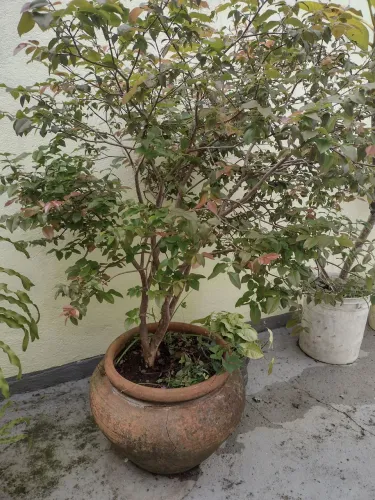 Muda de Jabuticaba Graúda olho de boi