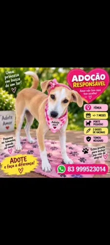 Linda cachorrinha para adoção com 7 meses.