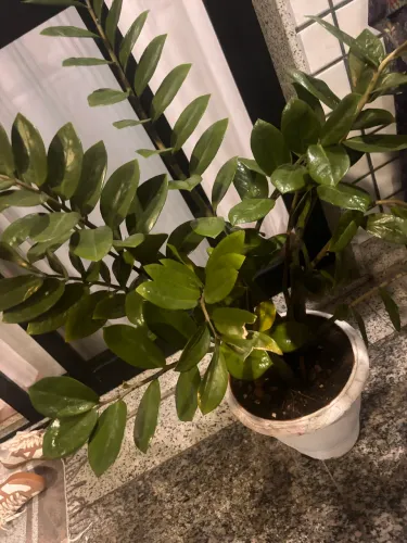 Vendo planta ornamental chamada Zamioculca !