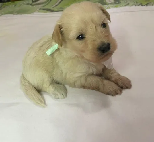 vende se filhotes de cachorro