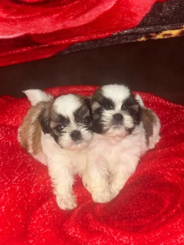 Cachorro shih tzu