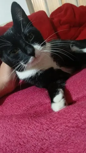 Doação de gato