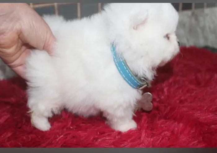 Spitz alemão anão