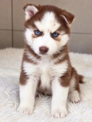 Filhote macho de Husk siberiano