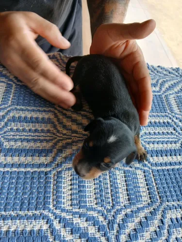 Filhote macho Black tan disponivel