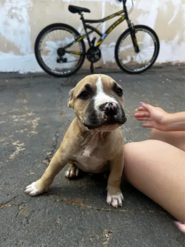 Filhote American bully disponivel