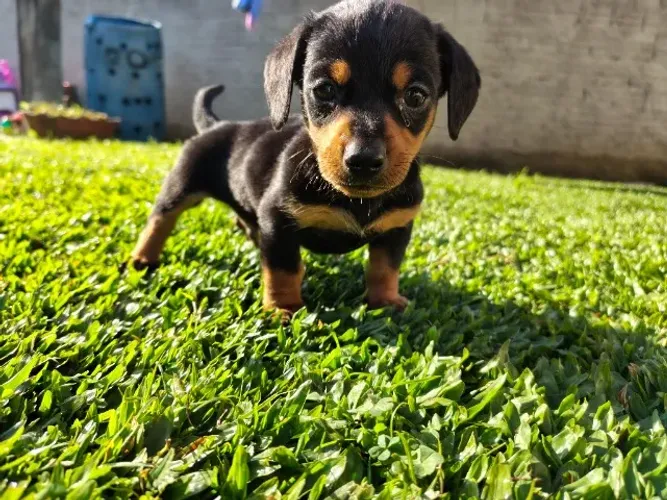 Filhotes de Basset 
