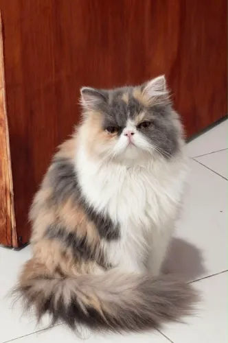 Gato persa