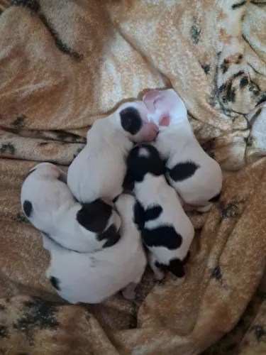 Vendo filhotes de shitzu machinho