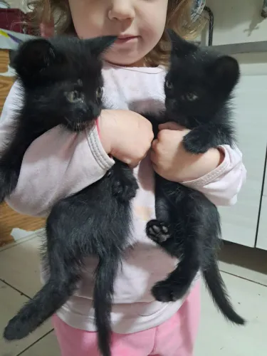 Gatinhos pra doacao