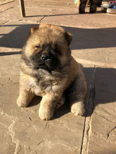 Chow Chow,Chow Chow Filhote Pronto Para Novo Lar