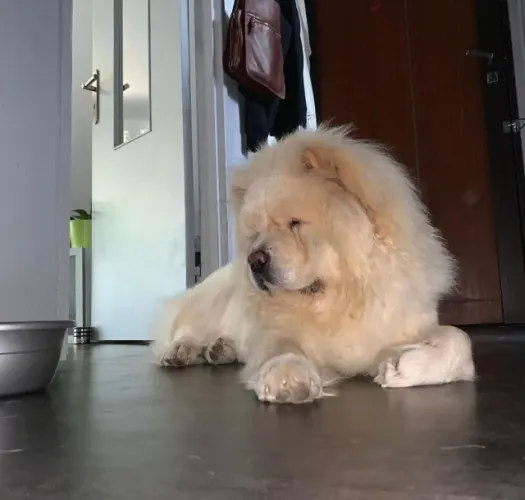 Chow Chow - Ele não é um cachorro? é uma lenda de pelúcia!