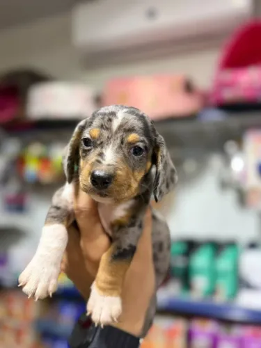 Filhote de Basset alerquin