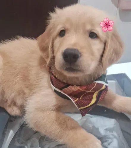 Filhote Golden Retriever, cheios de amor, prontos para fazer parte da sua vida!