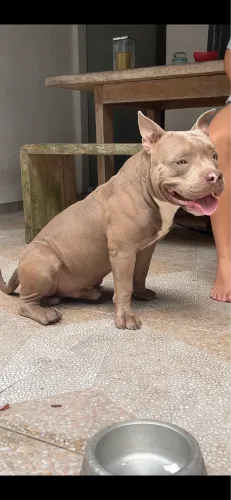 American bully para cruzar