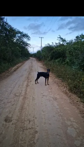 Vendo esse doberman protetor e super docil 